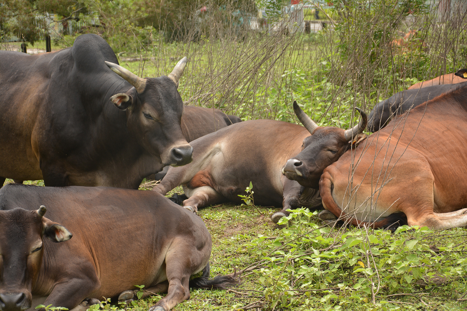 Animal Friendships and Their Importance for the Herd